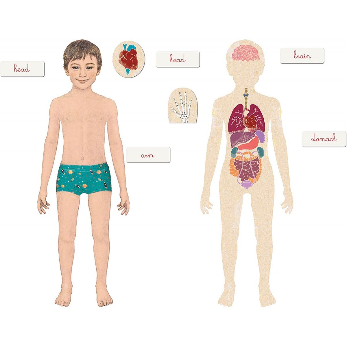 Montessori Human Body Jigsaw Puzzle