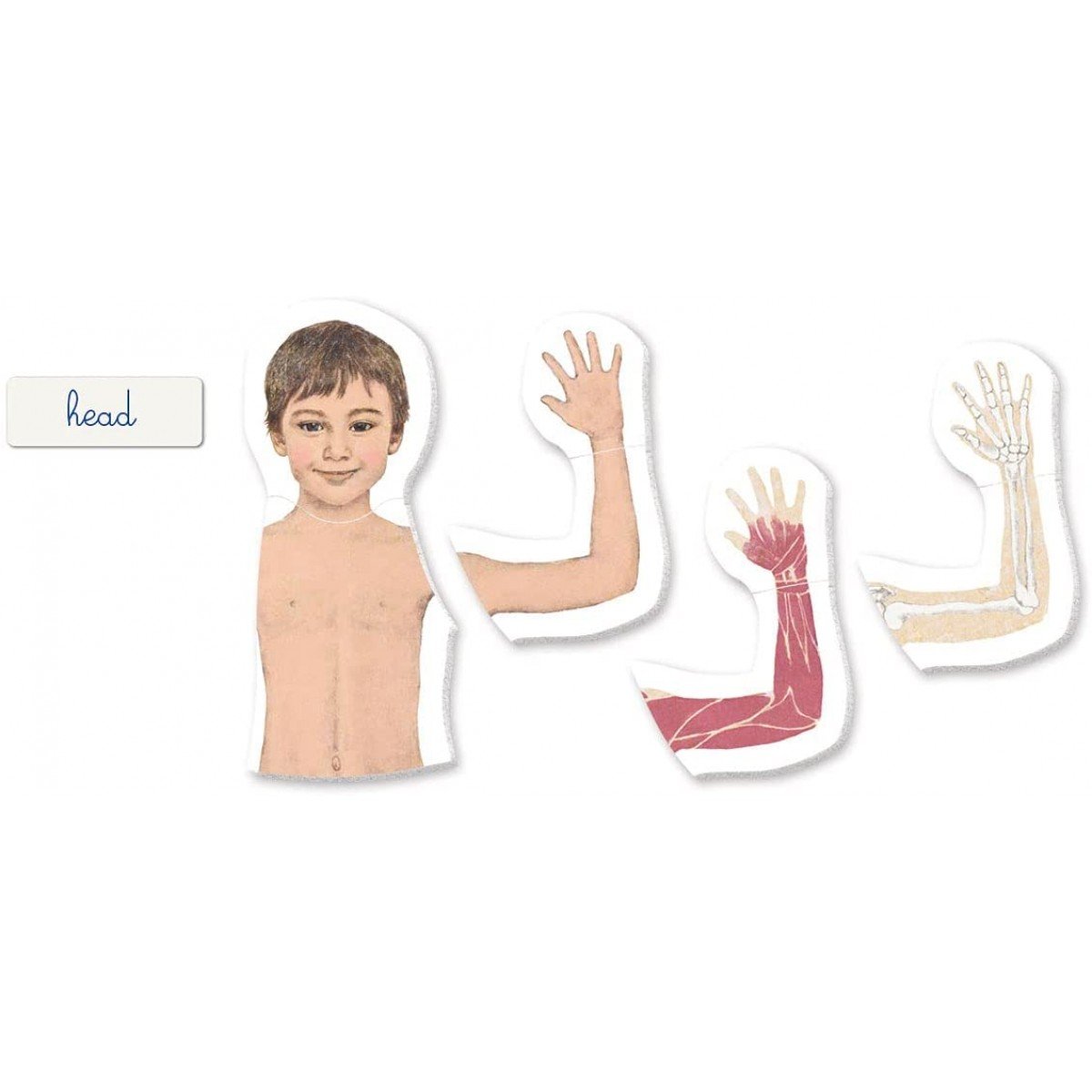 Montessori Human Body Jigsaw Puzzle