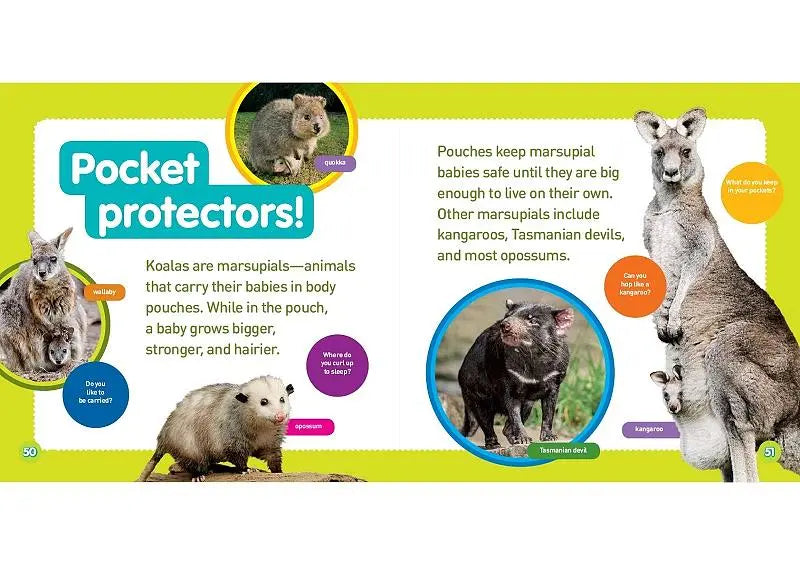 國家地理幼幼探險家: 無尾熊的冒險