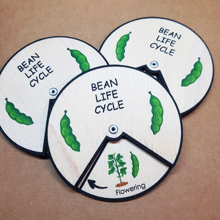 Bean Life Cycle
