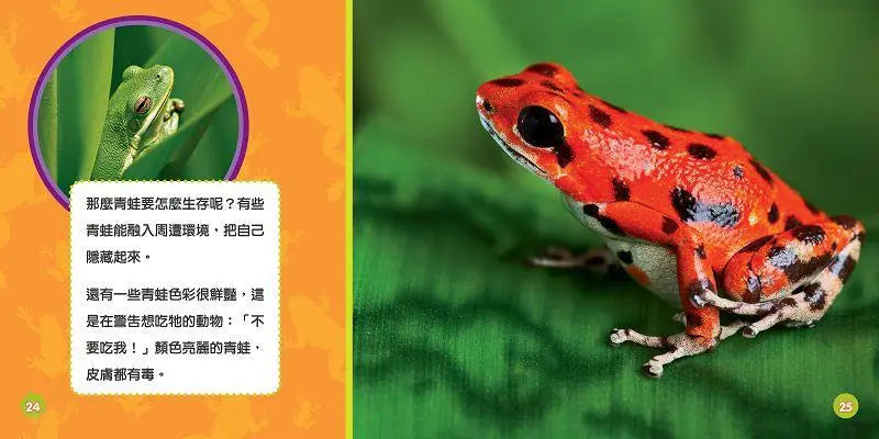 國家地理幼幼探險家: 青蛙的冒險