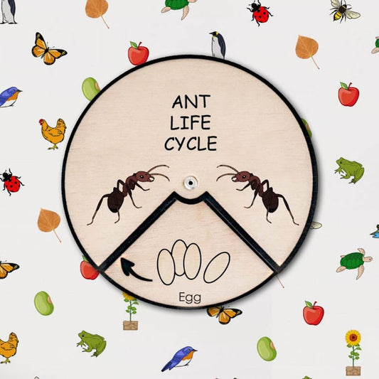 Ant Life Cycle