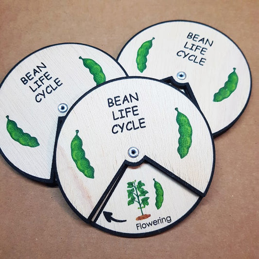 Bean Life Cycle