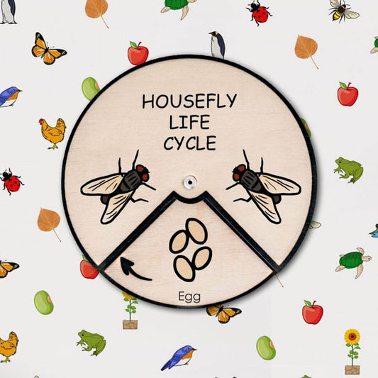 Housefly Life Cycle